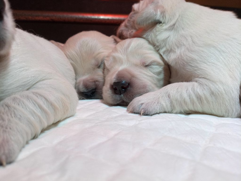 du Marais Flamand - Chiots disponibles - Golden Retriever